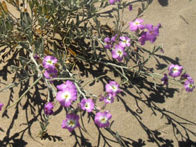 Malcolmia littorea